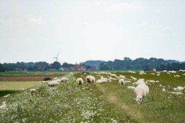 Neuharlingersiel, Doğu Frizya, Almanya. 15 Temmuz 2025. Neuharlingersiel yakınlarındaki hendekte huzur içinde otlayan koyunlar, yemyeşil otlaklar ve Doğu Frizya Kuzey Denizi bölgesinin kıyı manzarasıyla çevrelenmiş.