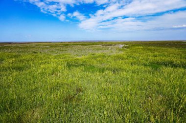 Norddeich, Almanya. 15 Temmuz 2025. Norddeich hendeği boyunca Wadden Denizi 'ne doğru uzanan tuzlu bataklıklar manzaralı. Doğu Frizya sahilinin doğal güzelliğini gösteriyor.