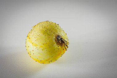 Erimiş limon salatalığının kaliteli bir görüntüsü. Kendine özgü yuvarlak şekli ve sarı derisi var. Tarafsız bir arka planda yemek ve bahçe kullanımı için izole edilmiş.