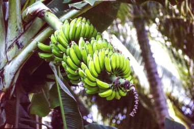 Bentota, Sri Lanka 'da geleneksel bir pazarda sergilenen muzlar, tropik meyveler ve yerel ticaretin canlı atmosferini gözler önüne seriyor.