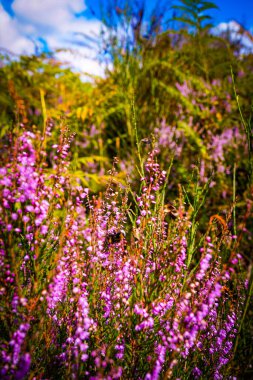 Almanya, Troisdorf. Troisdorf yakınlarındaki Wahner Heide 'de canlı fundalıklar çiçek açar, zengin biyolojik çeşitliliğe sahip doğal bir rezerv.