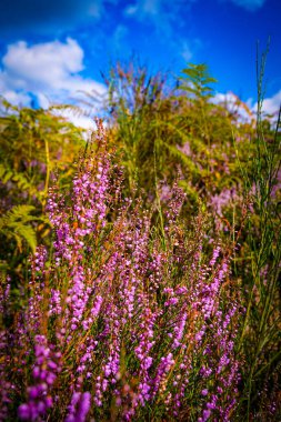 Almanya, Troisdorf. Troisdorf yakınlarındaki Wahner Heide 'de canlı fundalıklar çiçek açar, zengin biyolojik çeşitliliğe sahip doğal bir rezerv.