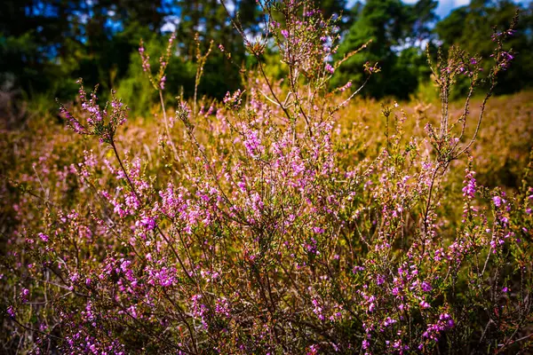 Almanya, Troisdorf. Troisdorf yakınlarındaki Wahner Heide 'de canlı fundalıklar çiçek açar, zengin biyolojik çeşitliliğe sahip doğal bir rezerv.