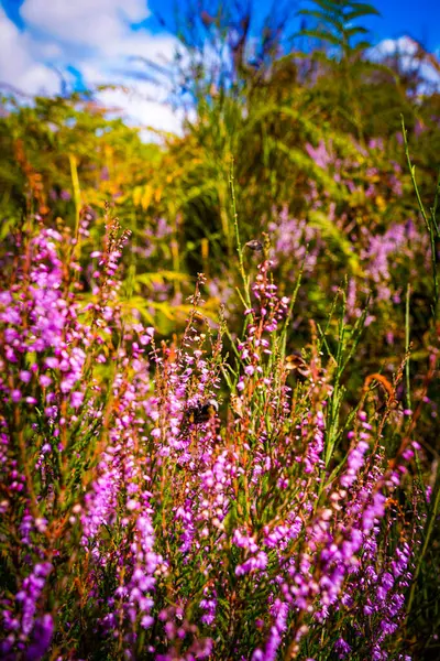 Almanya, Troisdorf. Troisdorf yakınlarındaki Wahner Heide 'de canlı fundalıklar çiçek açar, zengin biyolojik çeşitliliğe sahip doğal bir rezerv.