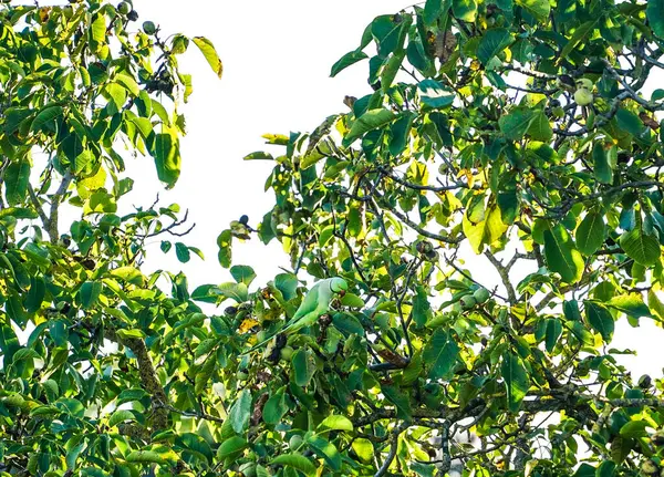 Halka boyunlu muhabbet kuşu, doğal ortamında bir ağaç dalına tünemiş canlı yeşil tüyler ve zarafet göstermektedir.