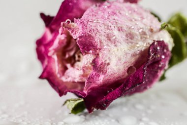 Kurumuş bir gülün sanatsal hayatı, sessiz ışıklandırmada dokuyu, kırılganlığı ve sembolik bozulmayı vurguluyor.