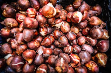 Netherlands, Amsterdam. September 29, 2025. Tulips and bulbs. Amsterdam flower market blends color, culture, and everyday movement
