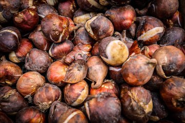 Netherlands, Amsterdam. September 29, 2025. Tulips and bulbs. Amsterdam flower market blends color, culture, and everyday movement