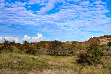Netherlands,Zandvoort. Sept 30, 2025. Dune Landscape near Zandvoort. Fauna in Wisent Trail in Kennemerland Nature. Soft hills and dry grass. A quiet path through sand, wind, and coastal wilderness