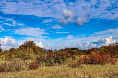 Netherlands,Zandvoort. Sept 30, 2025. Dune Landscape near Zandvoort. Fauna in Wisent Trail in Kennemerland Nature. Soft hills and dry grass. A quiet path through sand, wind, and coastal wilderness