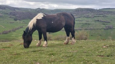Auvergne 'deki dağlarda at