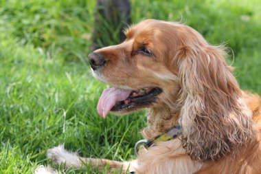 Şirin bir köpeğin portresi.