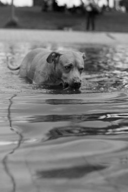 Köpek havuzda yüzüyor.