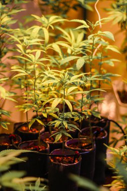 Serada esrar bitkisi yetişiyor.