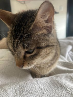 kedi yatakta uyuyor.