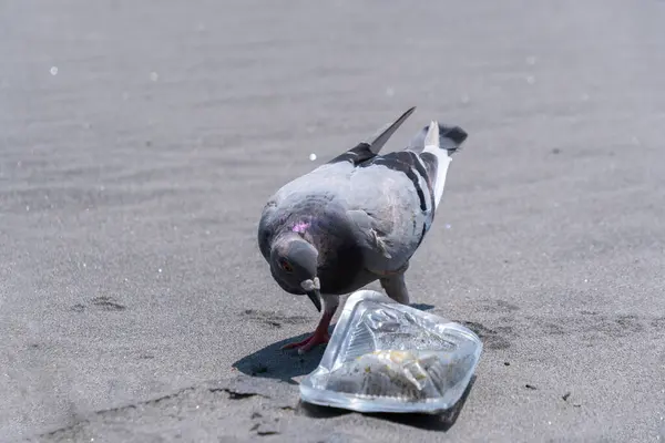 Bir güvercin, kentsel çevre kirliliğinin vahşi yaşam ve ekosistem üzerindeki etkisini gösteren insan atıklarını temizler.