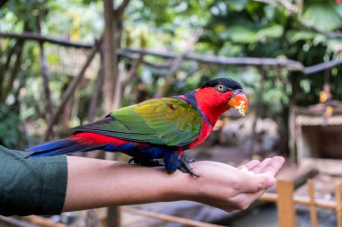 Bir papağan mısırın tadını Asyalı bir kadının elinden çıkarıyor..