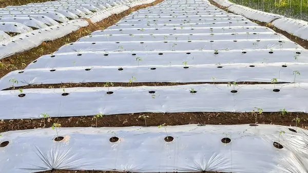 Toprak, rutubeti koruma, erozyonu önleme ve yabani otların büyümesini engelleme amaçlı yaygın bir tarım uygulaması olan plastik malçla dikkatlice korunuyor. Bu teknik toprağın yapısının ve sağlığının korunmasına yardımcı olur ve sürdürülebilir olmasını sağlar.