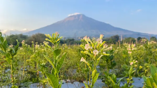 Temanggung 'daki Gunung Sumbing' in görkemli arka planında canlı bir tütün çiçeği açıyor. Bu kırsal alan tarımın narin güzelliğini engebeli dağ manzarasıyla uyum içinde yakalıyor, geleneğin gücünü ve canlılığını gösteriyor.