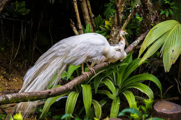 Beyaz tavus kuşu (veya tavus kuşu) bir ağaç dalına konmuştur. Tavus kuşunun tüm vücudundaki beyaz renk, vücudun genetik mühendisliğinden dolayı genellikle albino olarak adlandırılır.