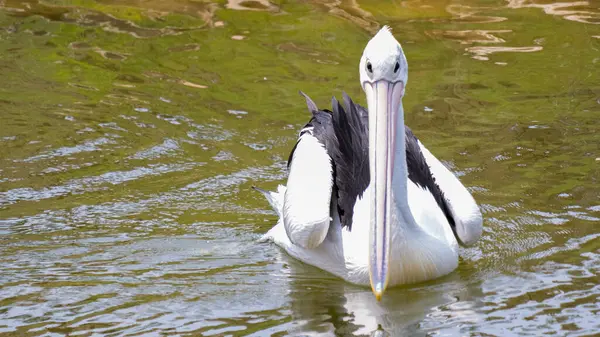 Leylek sakin bir gölde yüzüyor, kuş gölde süzülüyor huzurlu sularda. Doğal ortamında vahşi yaşamı gösteren mükemmel bir doğa sahnesi.