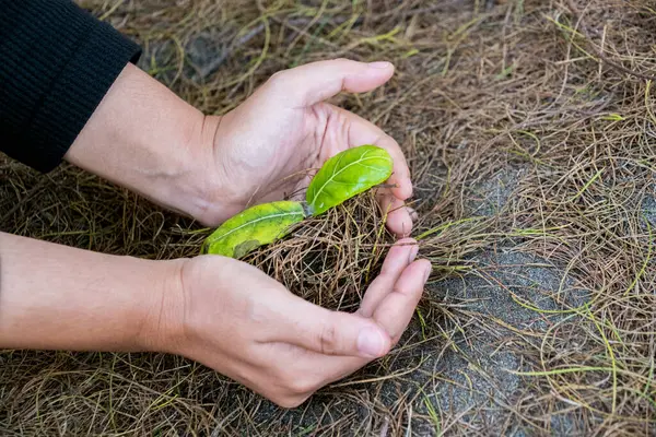 Dişi eller yeşil yapraklı yeni bir filizlenmeyi nazikçe tutarlar, daha yeşil, daha sürdürülebilir bir gelecek için doğa bakımını ve ağaç dikme çabalarını sembolize ederler.