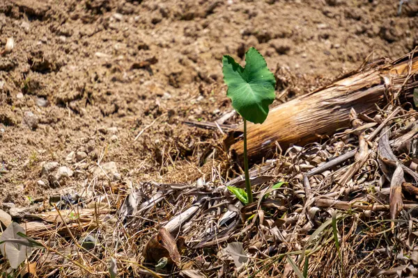 Kuru toprak ve etrafındaki bitki örtüsünün arasında büyüyen tek bir yeşil bitki. Dayanıklılık, umut ve hayatta kalma kavramları zor koşullarda