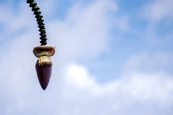 Arka planda parlak mavi bir gökyüzü olan muz ağacından sarkan muz çiçeği.