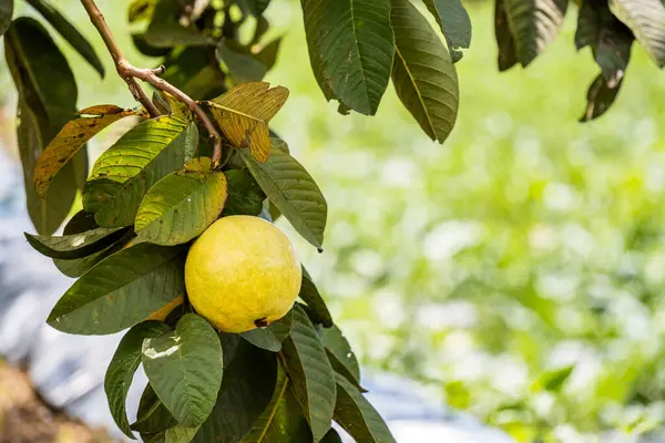 Çiftlikteki bir daldan sarkan Guava meyvesi. Doğal ortamında taze tropikal ürün.