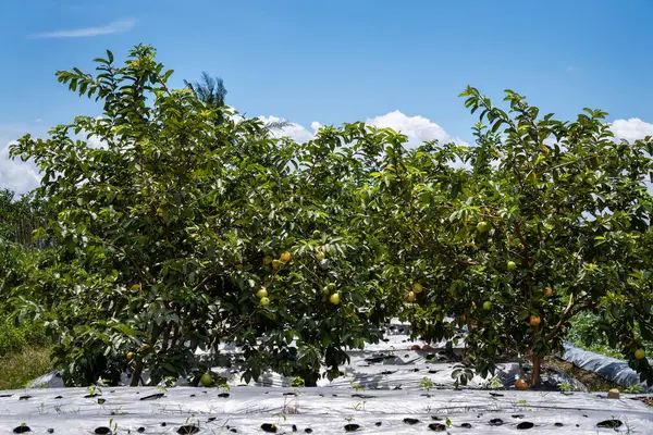 Çiftliğin ortasındaki Guava ağaçları parlak ve berrak gökyüzünün altında diğer ekinlerle çevrili.