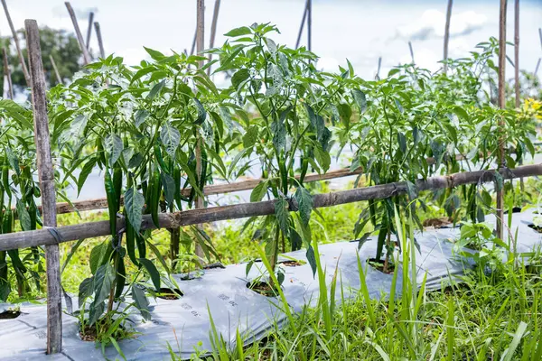 Asya 'da taze yeşil bitkilerle dolu organik biber çiftliği.