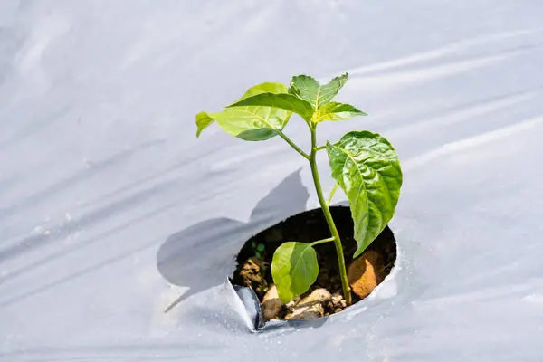 Genç kırmızı biber filizleri bir tarladaki siyah plastik bir samanlıkta yetişiyor ve tarımın erken dönemini gösteriyor.