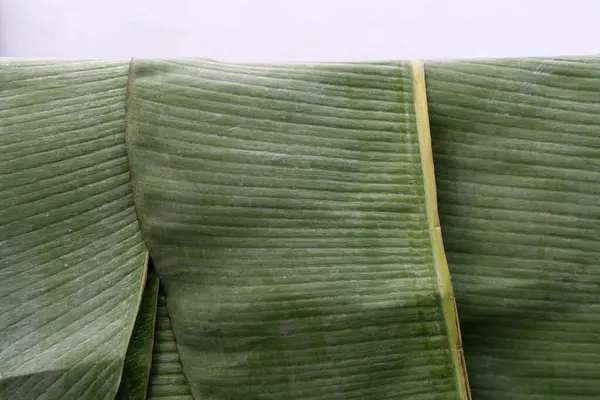 Taze muz yaprakları, temiz beyaz bir arka planla güneşin altında kurutuluyor.