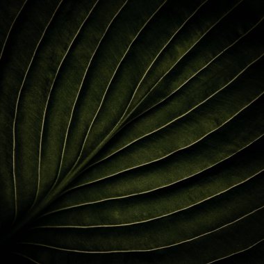 Koyu yeşil tropikal orman yaprağının kapanış makrosu. Damar dokusuna sahip, stilize edilmiş doğal toprak arka plan konsepti. Kopya alanı ile.