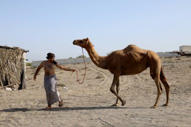 A man leads a camel along the beach near Al Khaboura, on the Batinah coast of Oman, on 9 August 2017 clipart