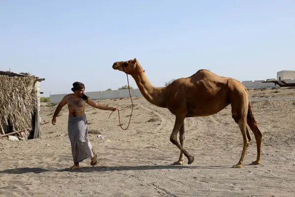 stock image A man leads a camel along the beach near Al Khaboura, on the Batinah coast of Oman, on 9 August 2017