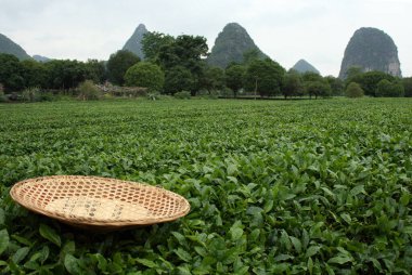Guangxi 'de Guilin dışında bir çay çiftliği, Çin' in güneybatısında.