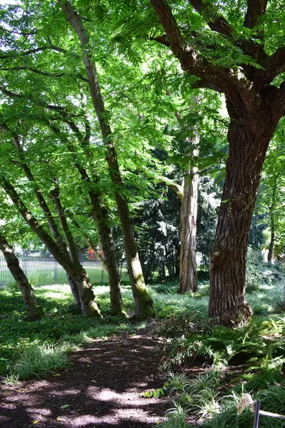 Şehir parkında güzel yaşlı ağaçlar