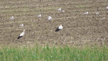 Hasattan sonra tarlada beyaz leylekler