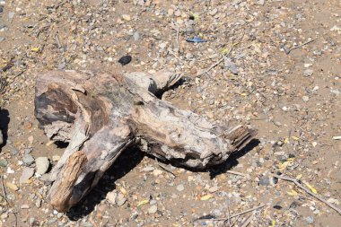 Sahilde dalgalanıyordu.