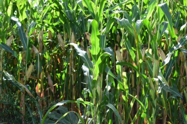 green corn field in the morning clipart