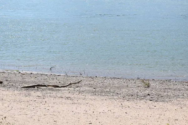 river beach with driftwood
