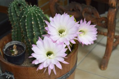 pembe kaktüs Çiçek bahçesinde