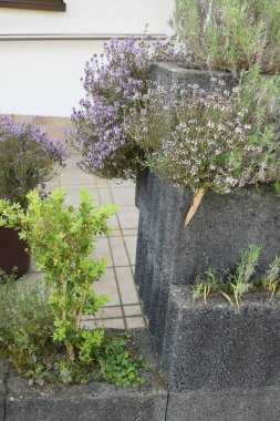 Küçük bir ağacın üzerinde çiçek açan kekik.