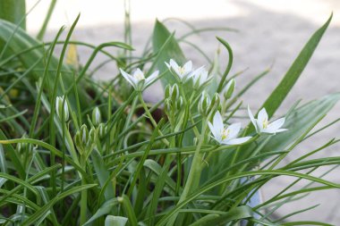 white flowers in the garden clipart