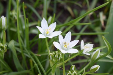 Baharda bahçede beyaz çiçekli zambak, yakın -