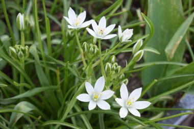 the white flower of the lily clipart