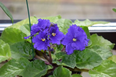 bir tencerede mavi çiçekler