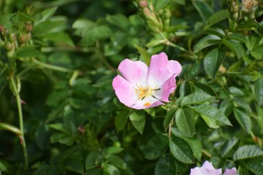 Bahçedeki güzel pembe çiçek