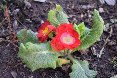 Suyu olan kırmızı ve beyaz çiçek